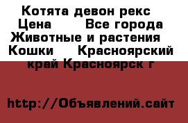 Котята девон рекс › Цена ­ 1 - Все города Животные и растения » Кошки   . Красноярский край,Красноярск г.